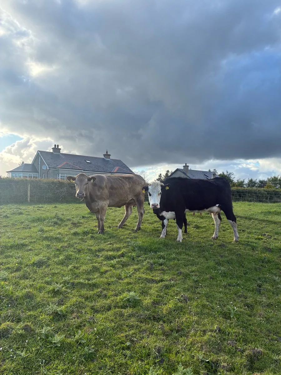 2 Cows and Calves - Image 1