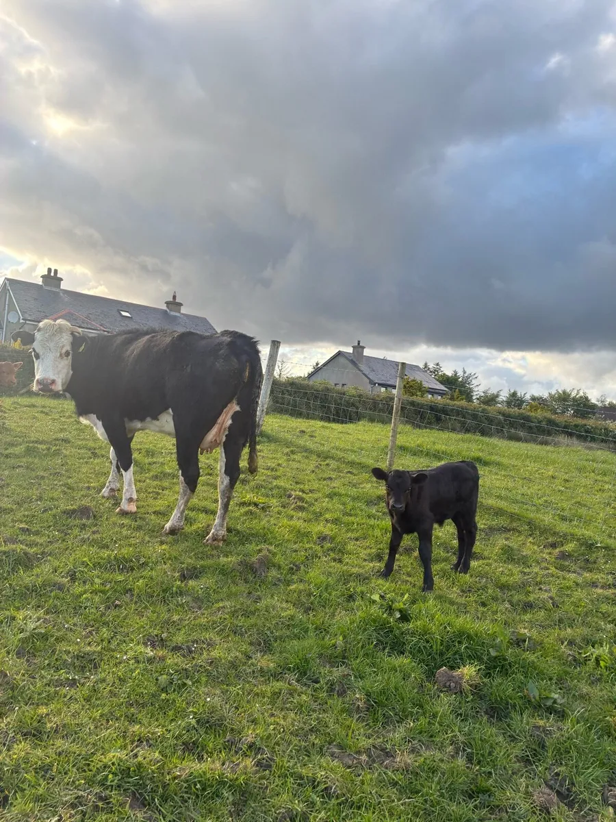 2 Cows and Calves - Image 2