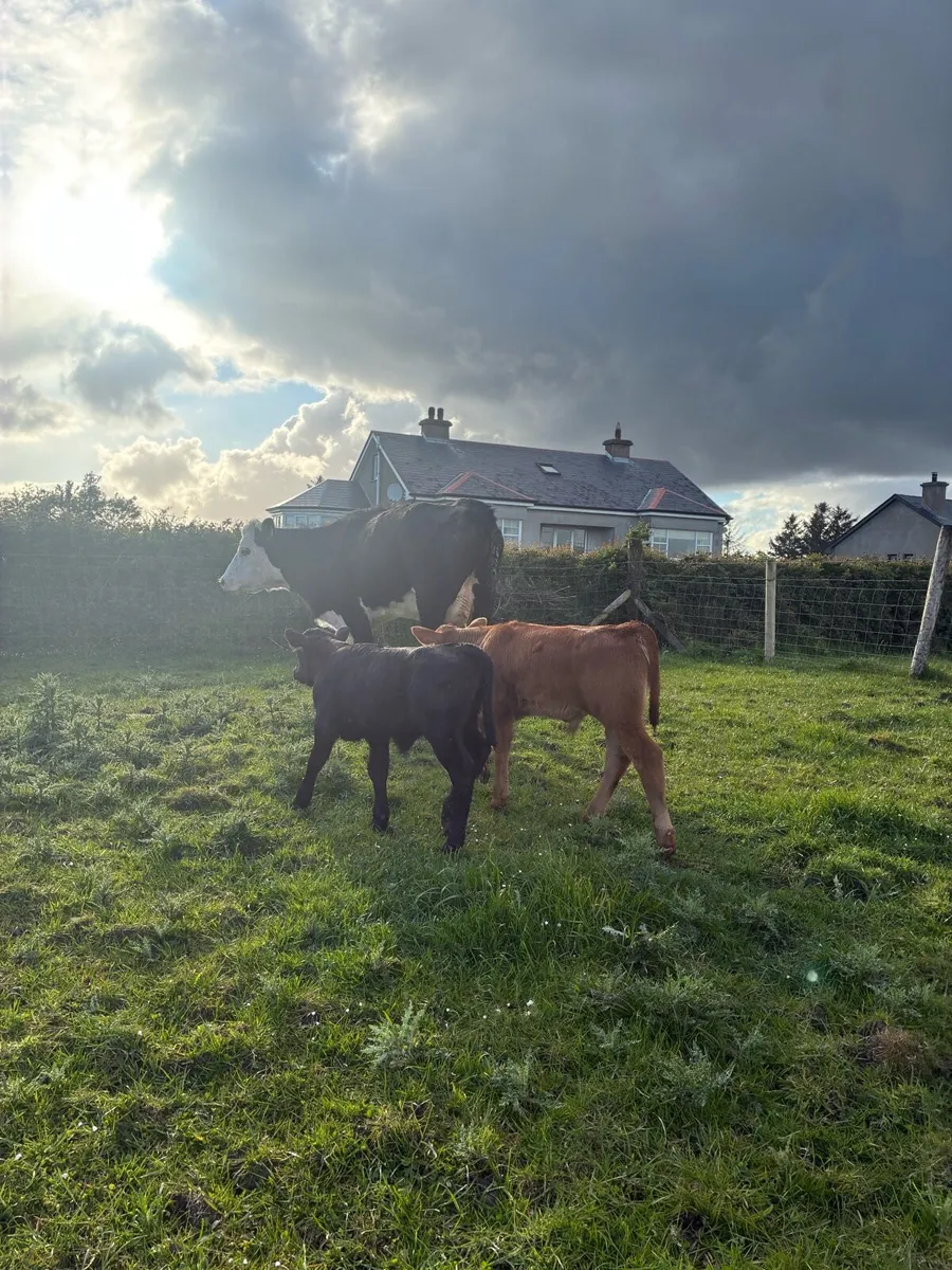 2 Cows and Calves - Image 3