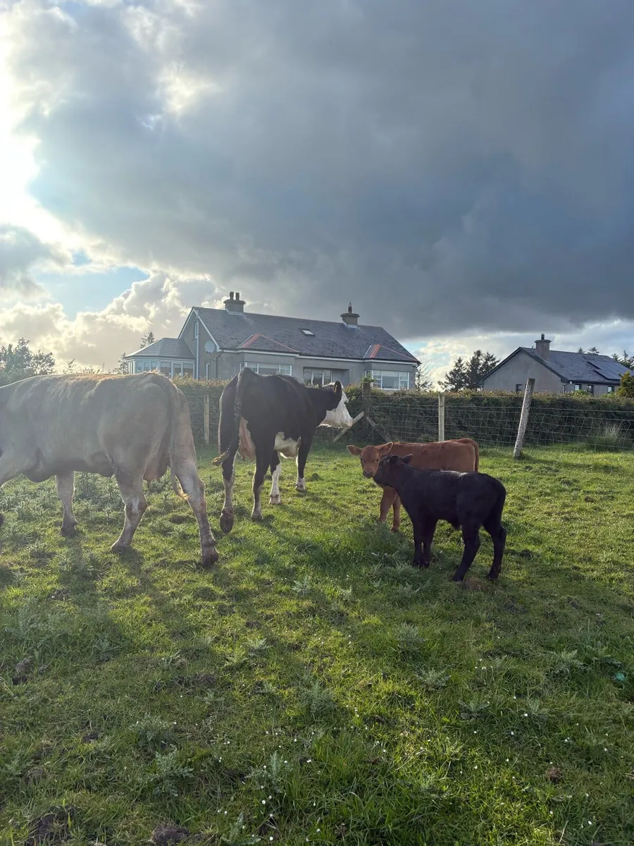 2 Cows and Calves - Image 4