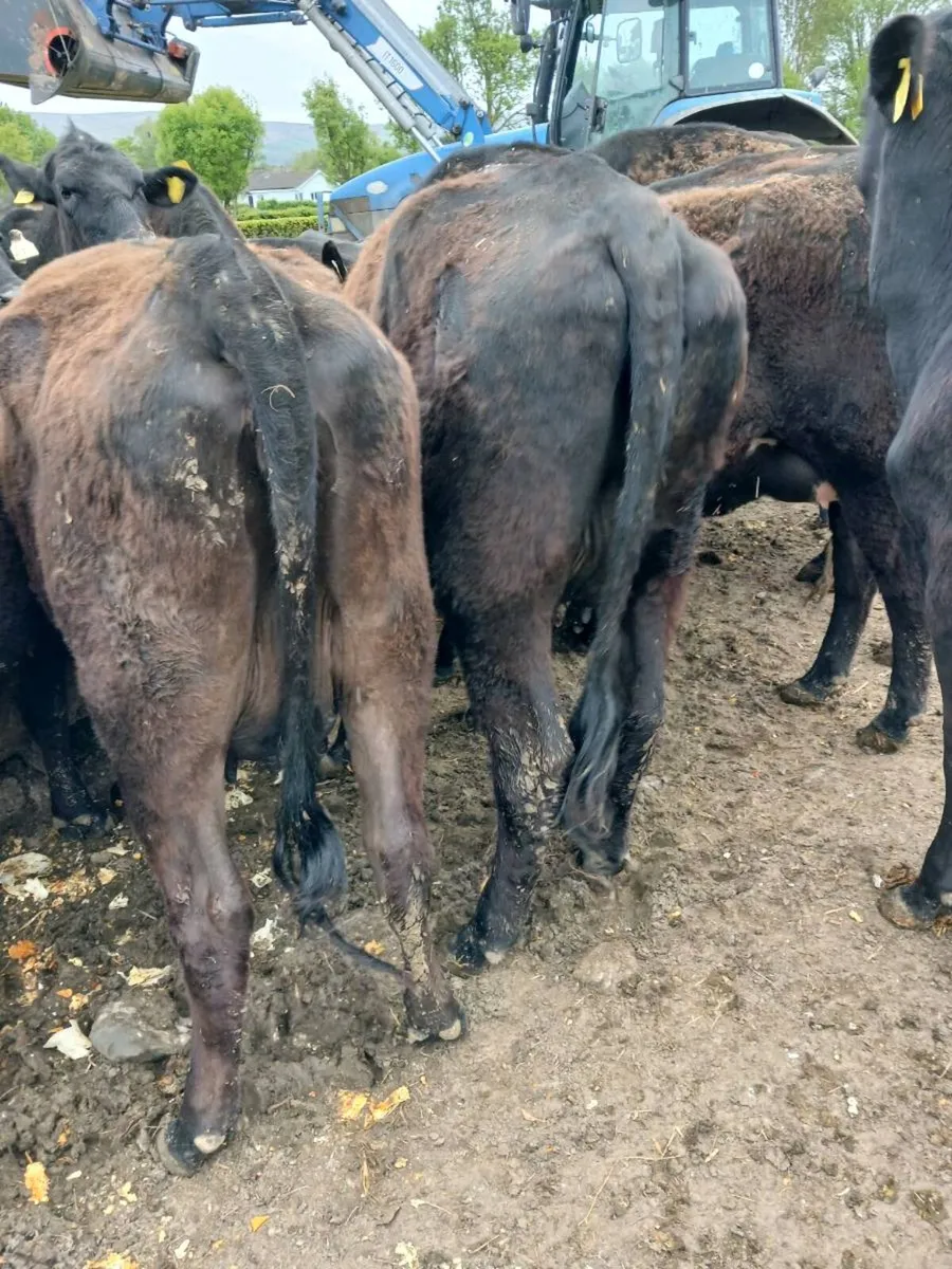 Angus and Hereford heifers calves at foot - Image 1