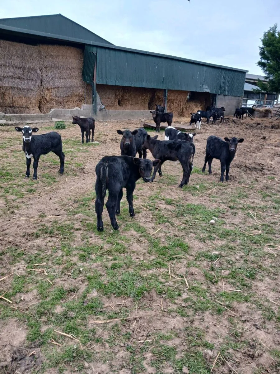 Angus and Hereford heifers calves at foot - Image 2