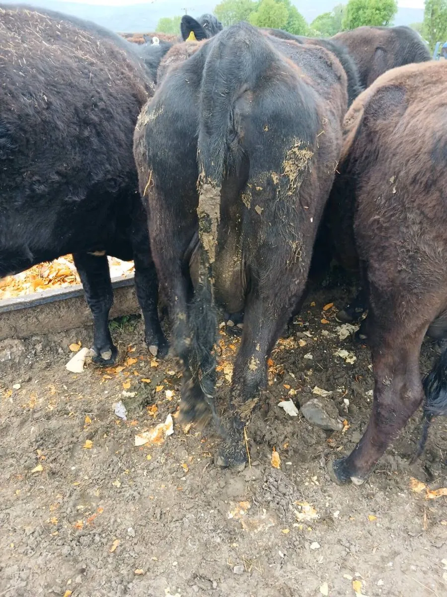 Angus and Hereford heifers calves at foot - Image 3