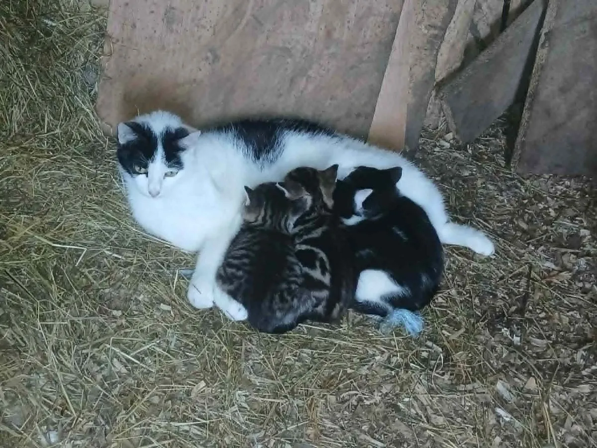 kittens - Image 2