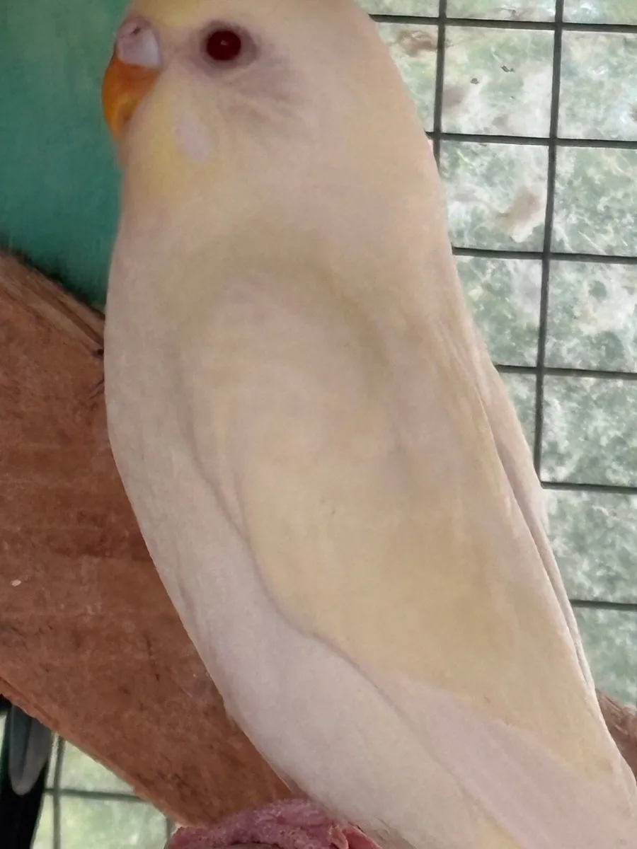 Beautiful baby budgies for sale - Image 2