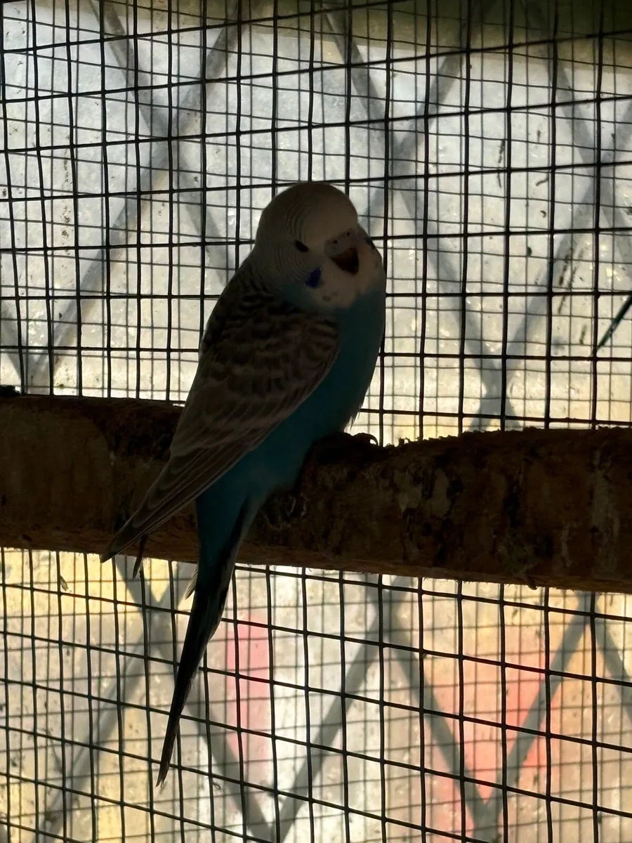 Beautiful baby budgies for sale - Image 3