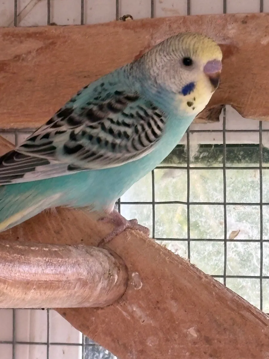 Beautiful baby budgies for sale - Image 1