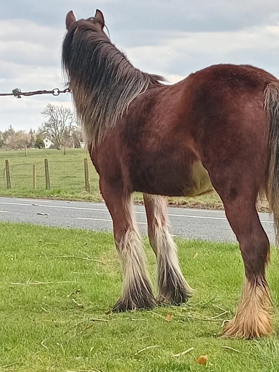 Heavy bay filly - Image 3