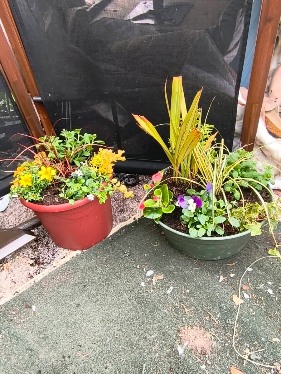 Plants ,2 for 25 - Image 3
