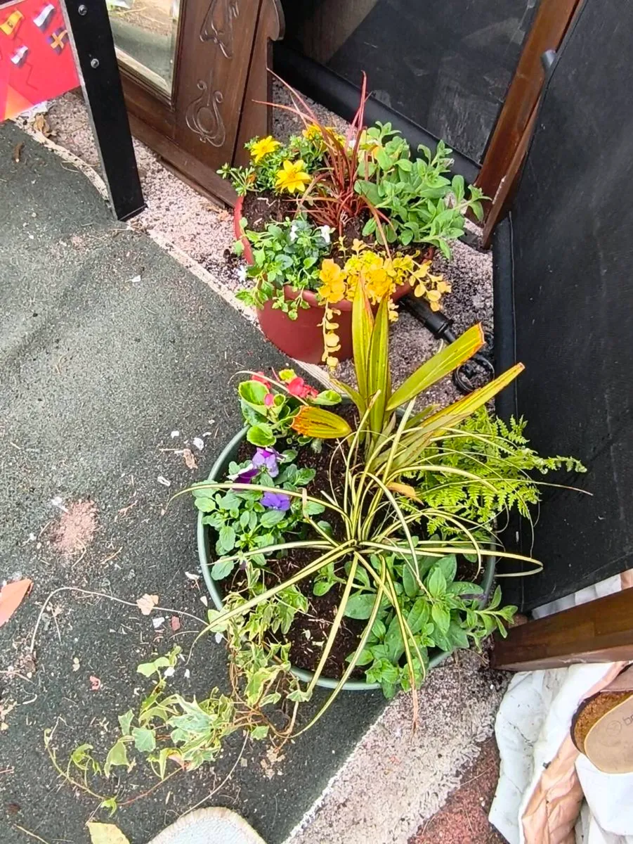 Plants ,2 for 25 - Image 2