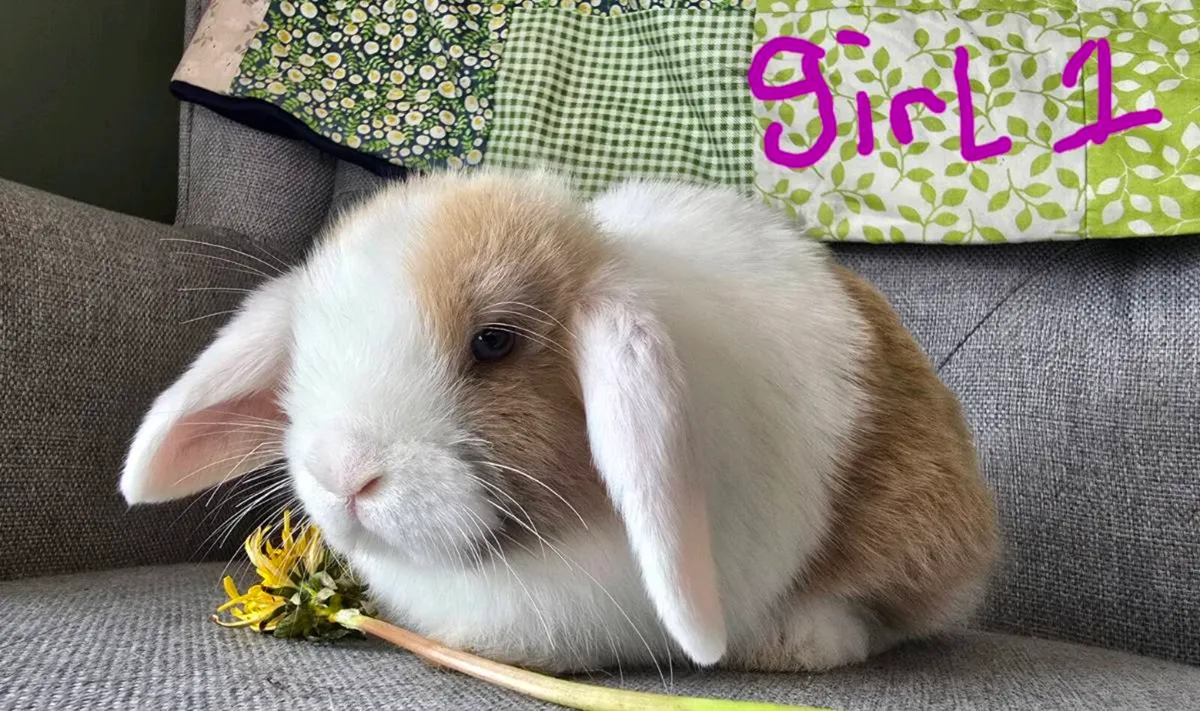 Miniature Lop Rabbits - Image 1