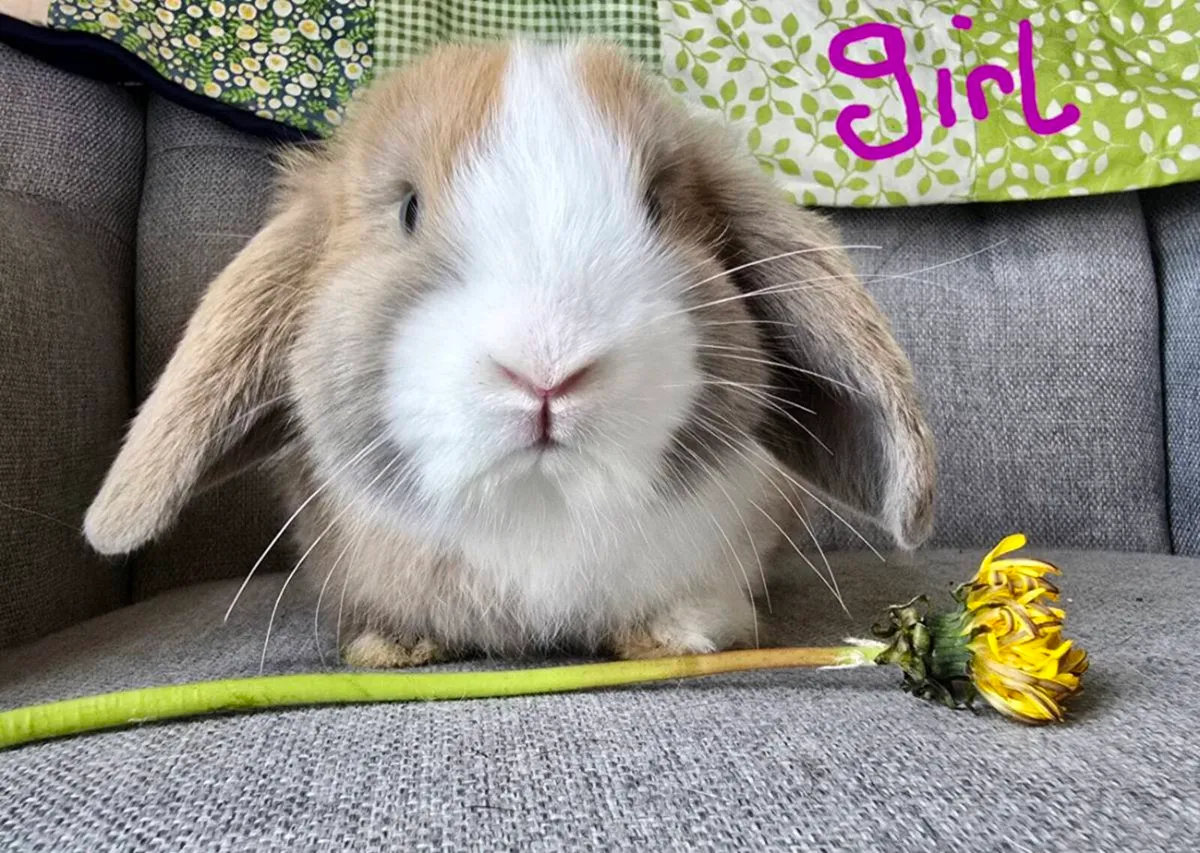 Miniature Lop Rabbits - Image 2