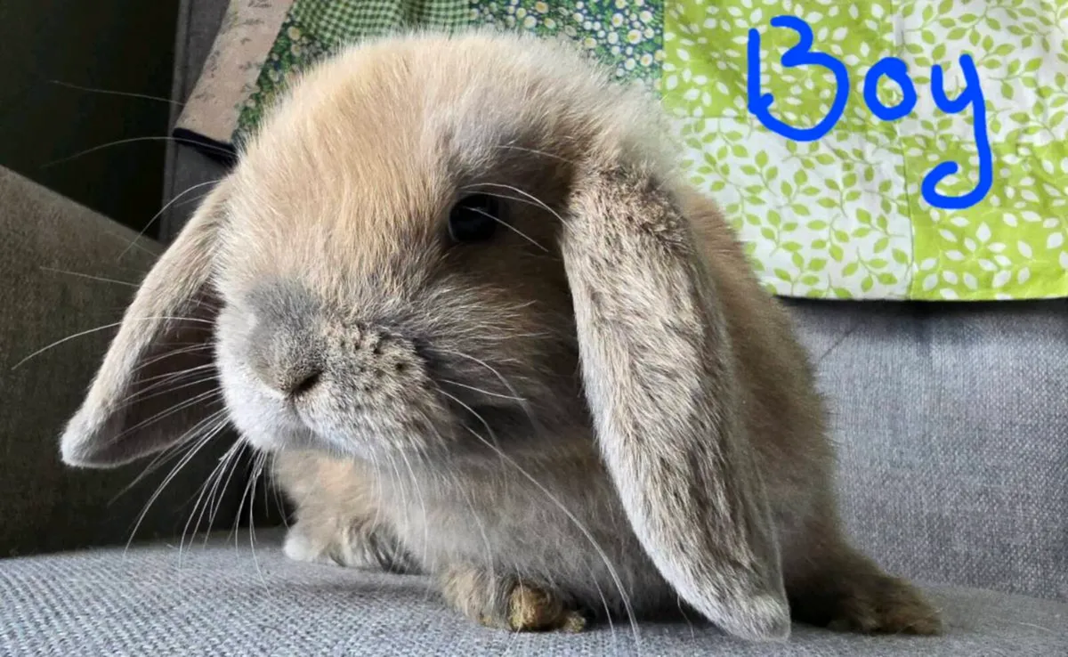 Miniature Lop Rabbits - Image 4