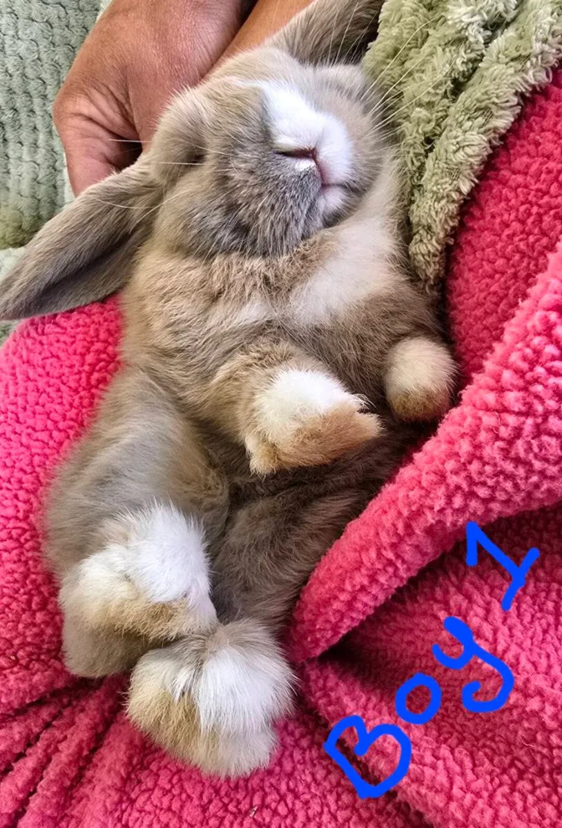 Miniature Lop Rabbits - Image 3