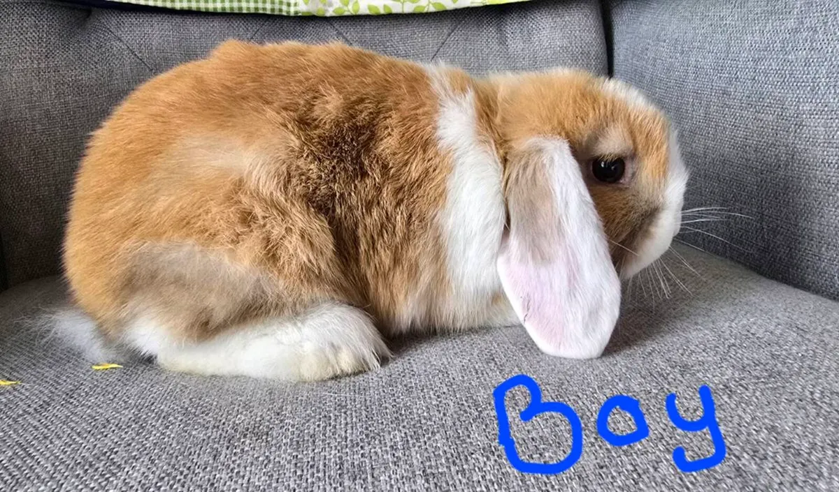 Miniature Lop Rabbits ( 1 remaining)