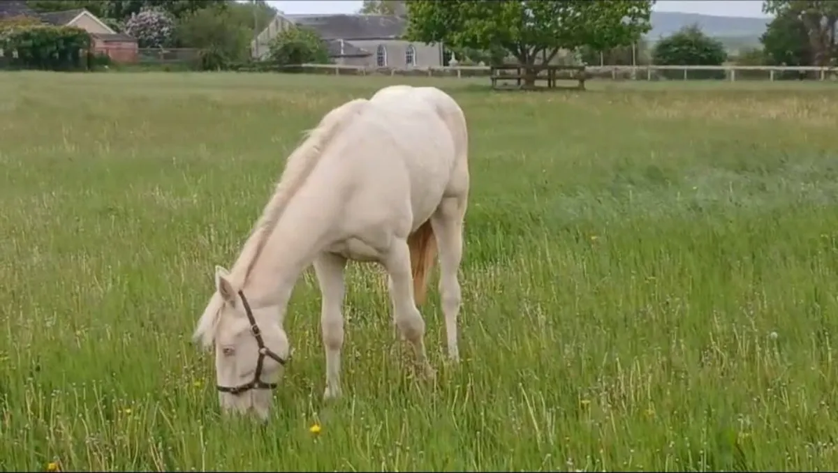 Filly horse - Image 1