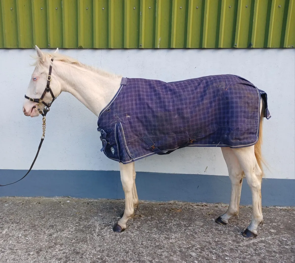 Filly horse - Image 4