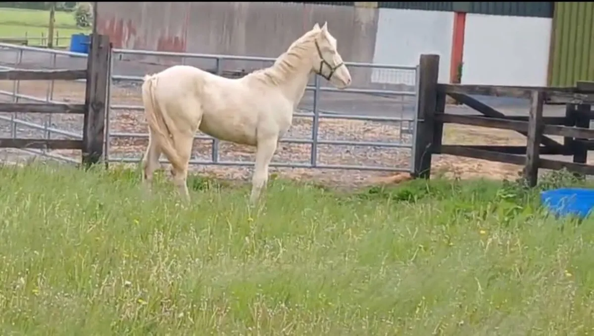 Filly horse - Image 2