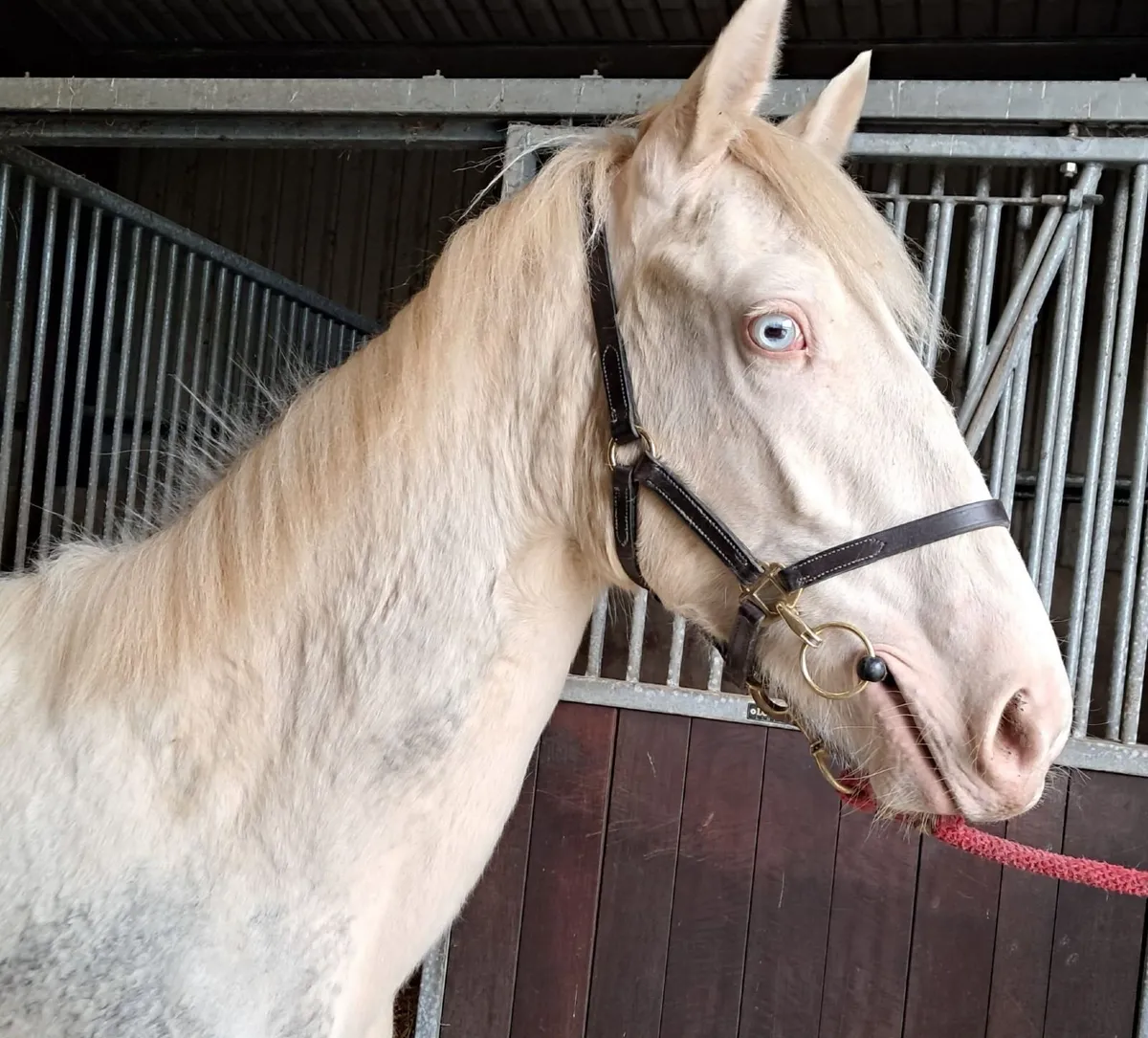 Filly horse - Image 3