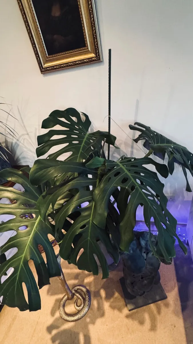 Monstera - Large - Image 1