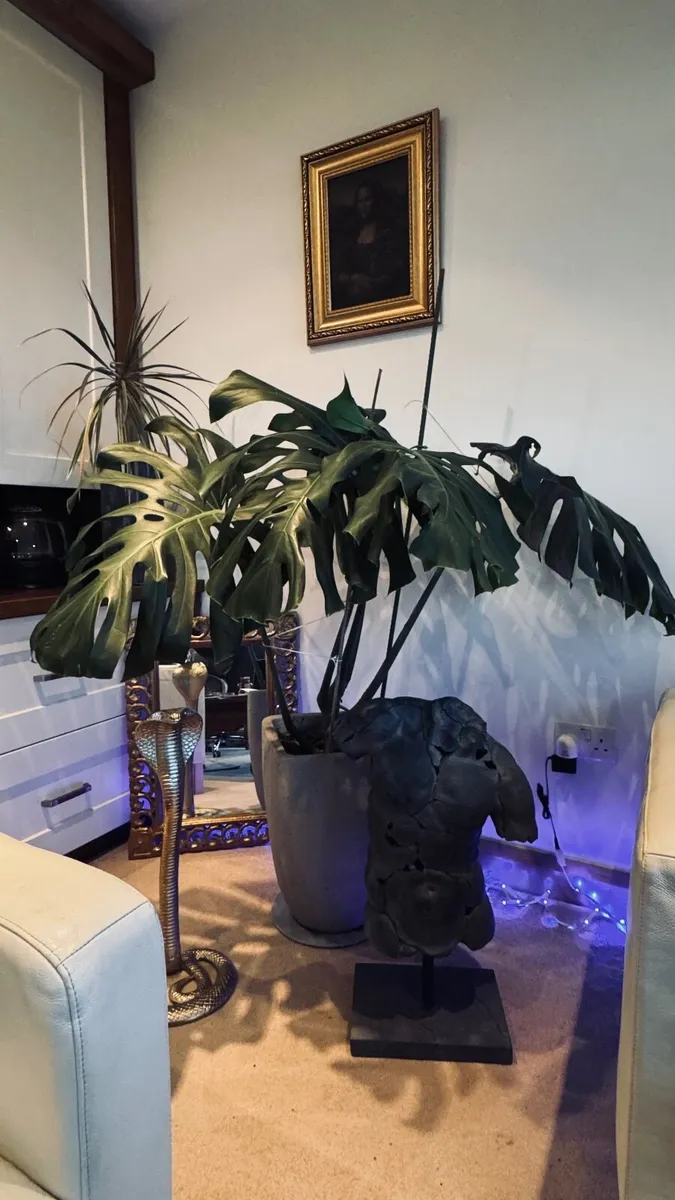 Monstera - Large - Image 2
