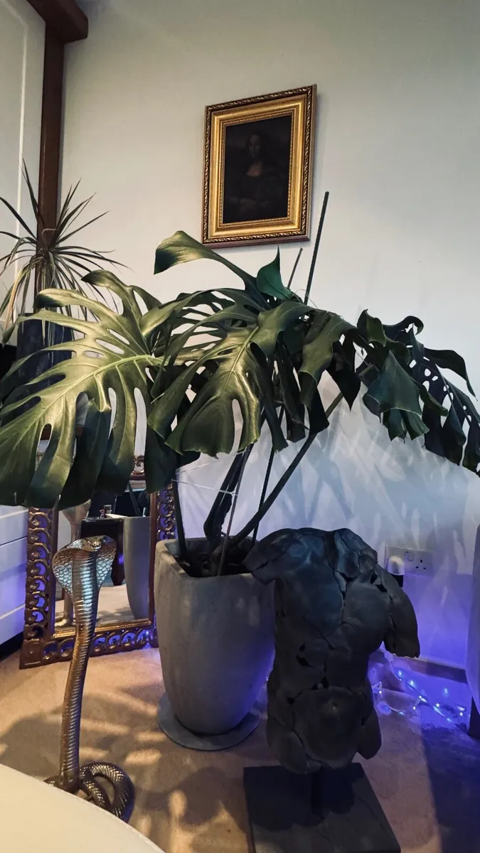 Monstera - Large - Image 3