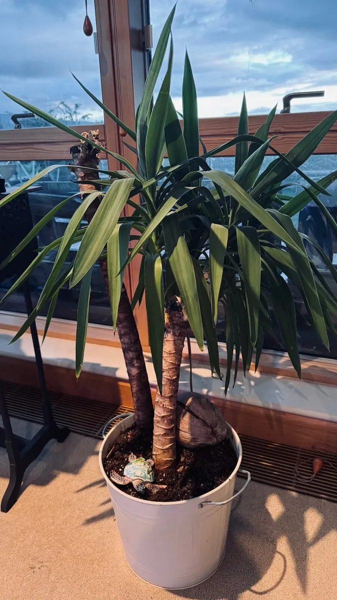 Yukka - large - Image 1