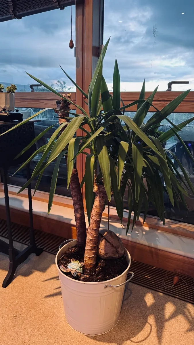 Yukka - large - Image 2