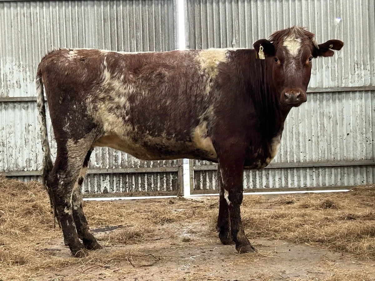 Super incalf roan heifer - Image 3