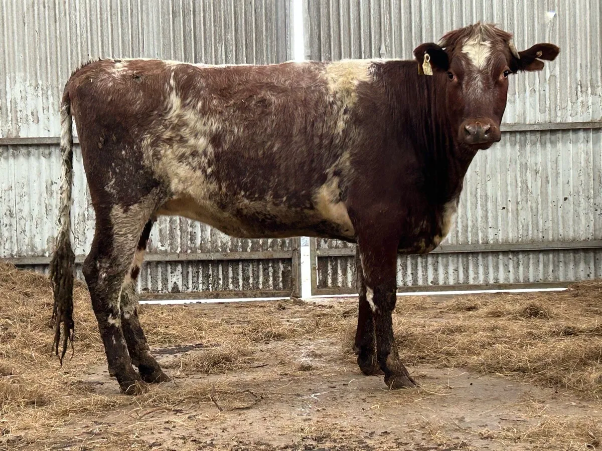 Super incalf roan heifer - Image 4