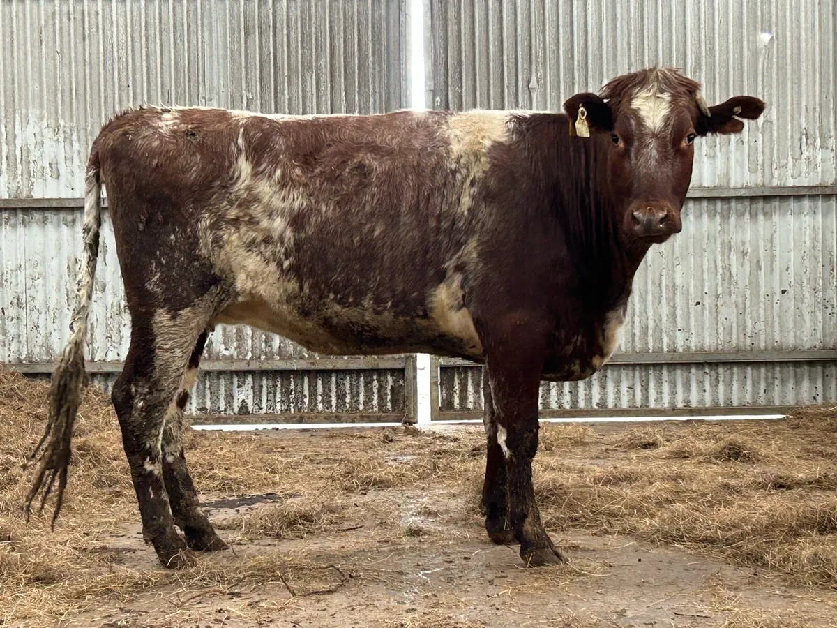 Super incalf roan heifer - Image 2