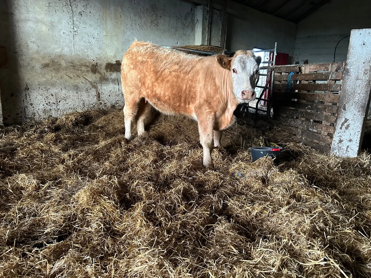 Organic  Charolais  springer with  stars  ⭐ ⭐ - Image 1
