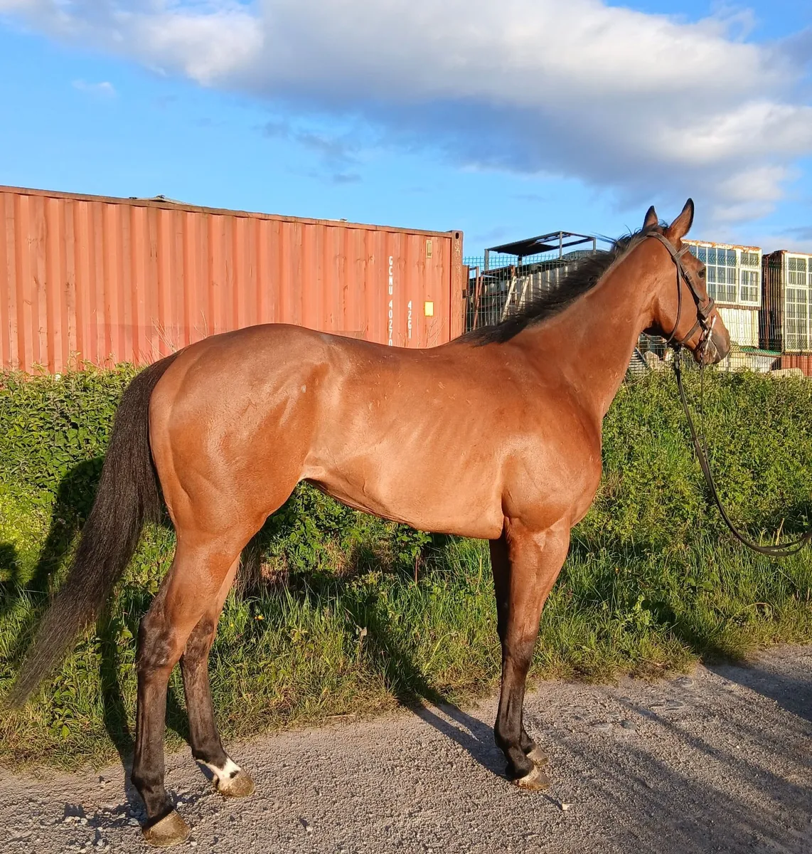 Mare - Image 3