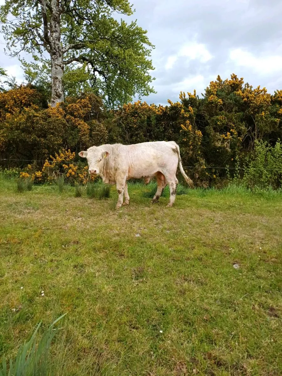 Charolais Bull - Image 1