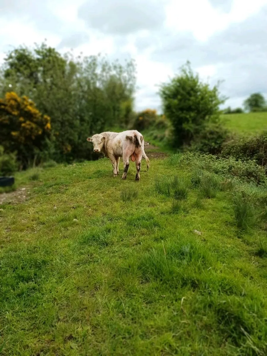 Charolais Bull - Image 2