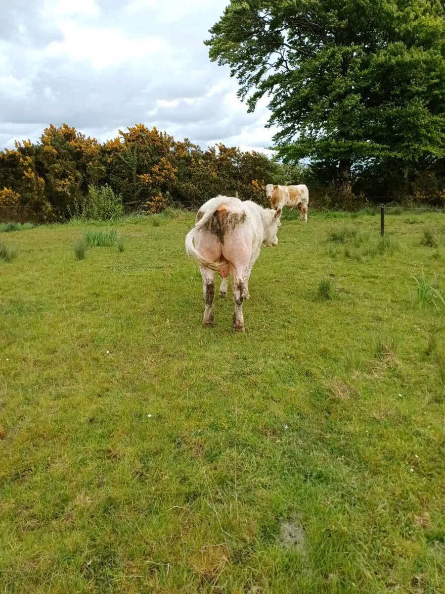 Charolais Bull - Image 3
