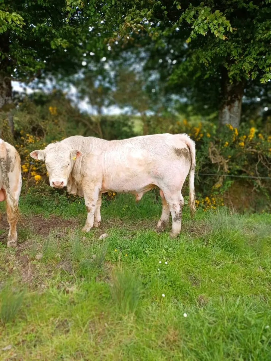 Charolais Bull - Image 4