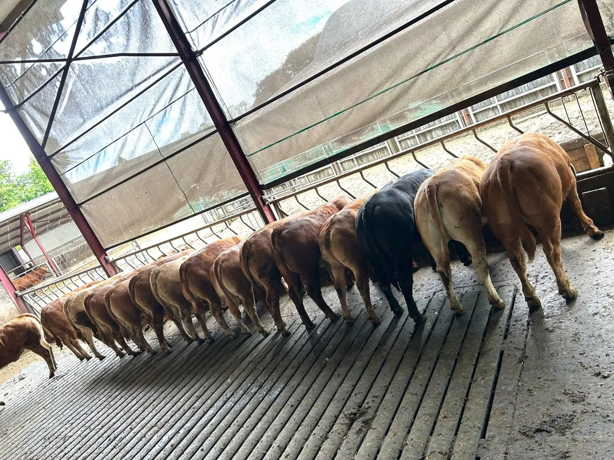 Maiden heifers - Image 1