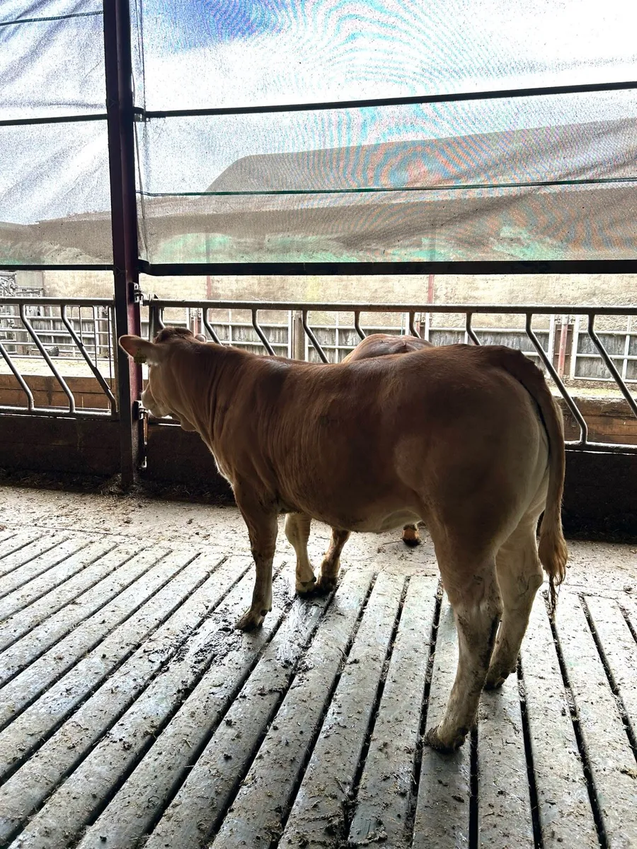 Maiden heifers - Image 2