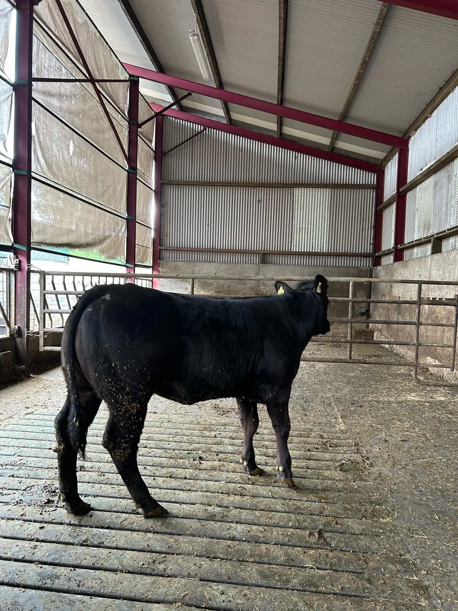 Maiden heifers - Image 3