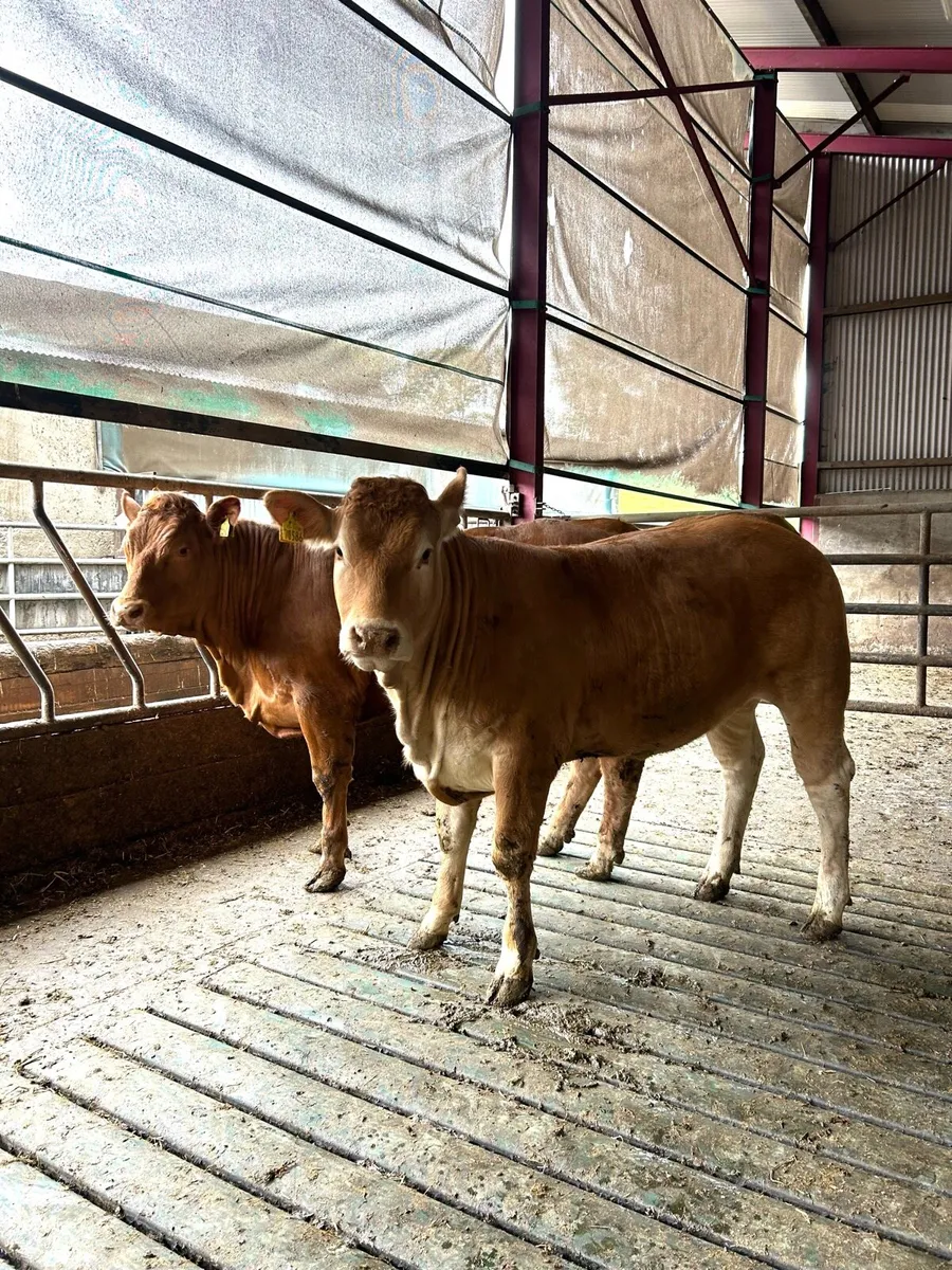Maiden heifers - Image 4