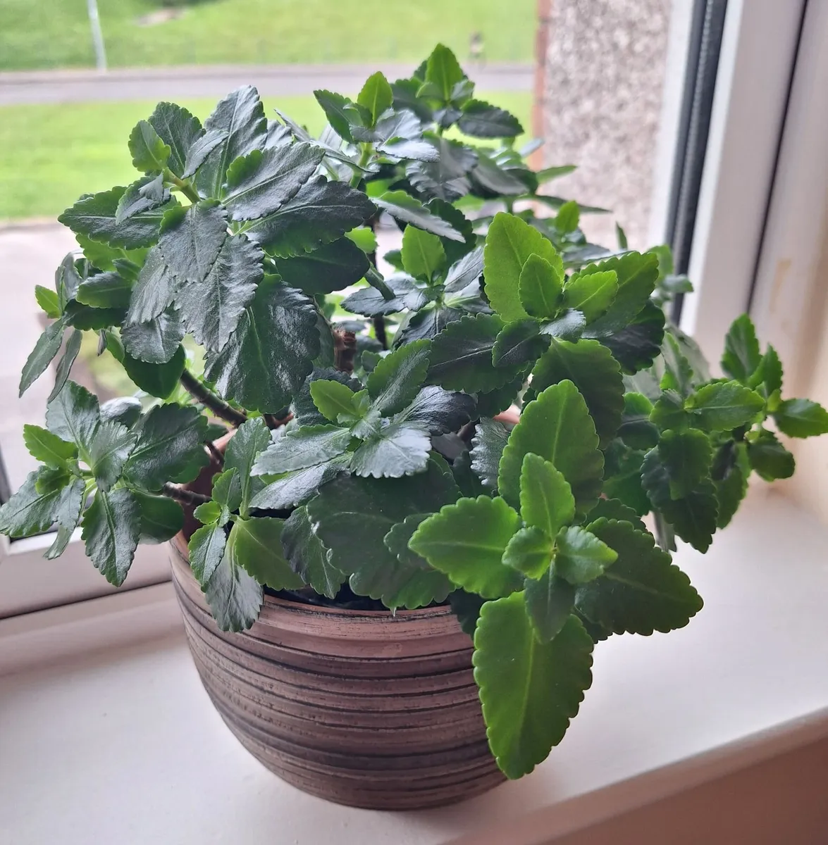 ​Kalanchoe Plant & Decorative 19cm Pot - Image 1