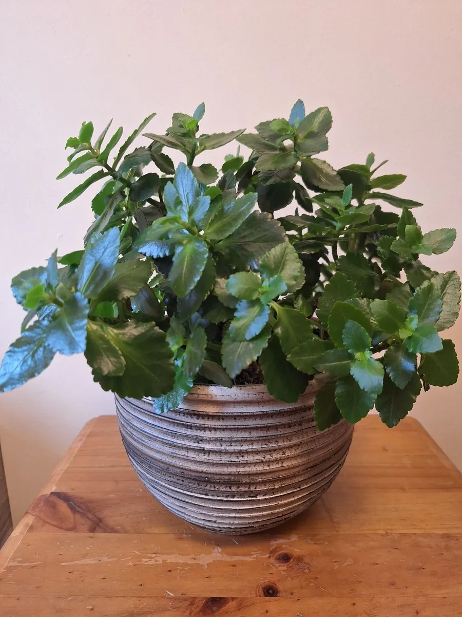​Kalanchoe Plant & Decorative 19cm Pot - Image 3