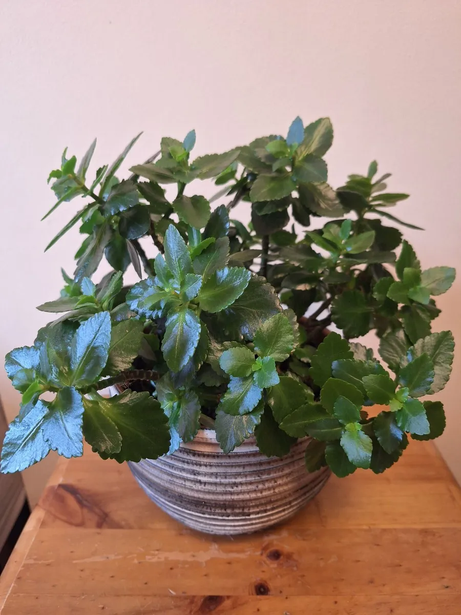 ​Kalanchoe Plant & Decorative 19cm Pot - Image 2