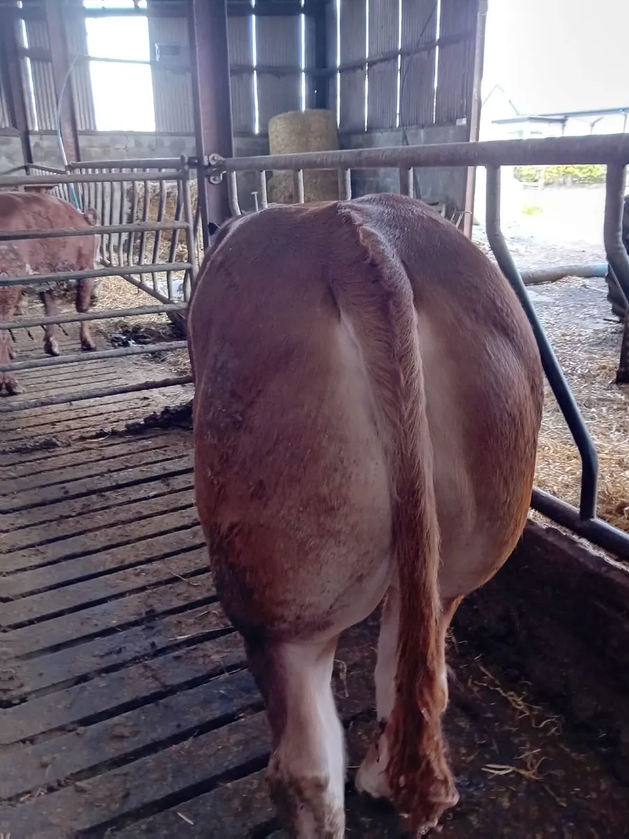 Limousin Bull - Image 2