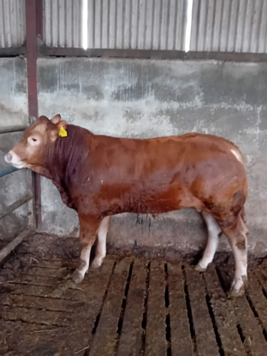 Limousin Bull - Image 3