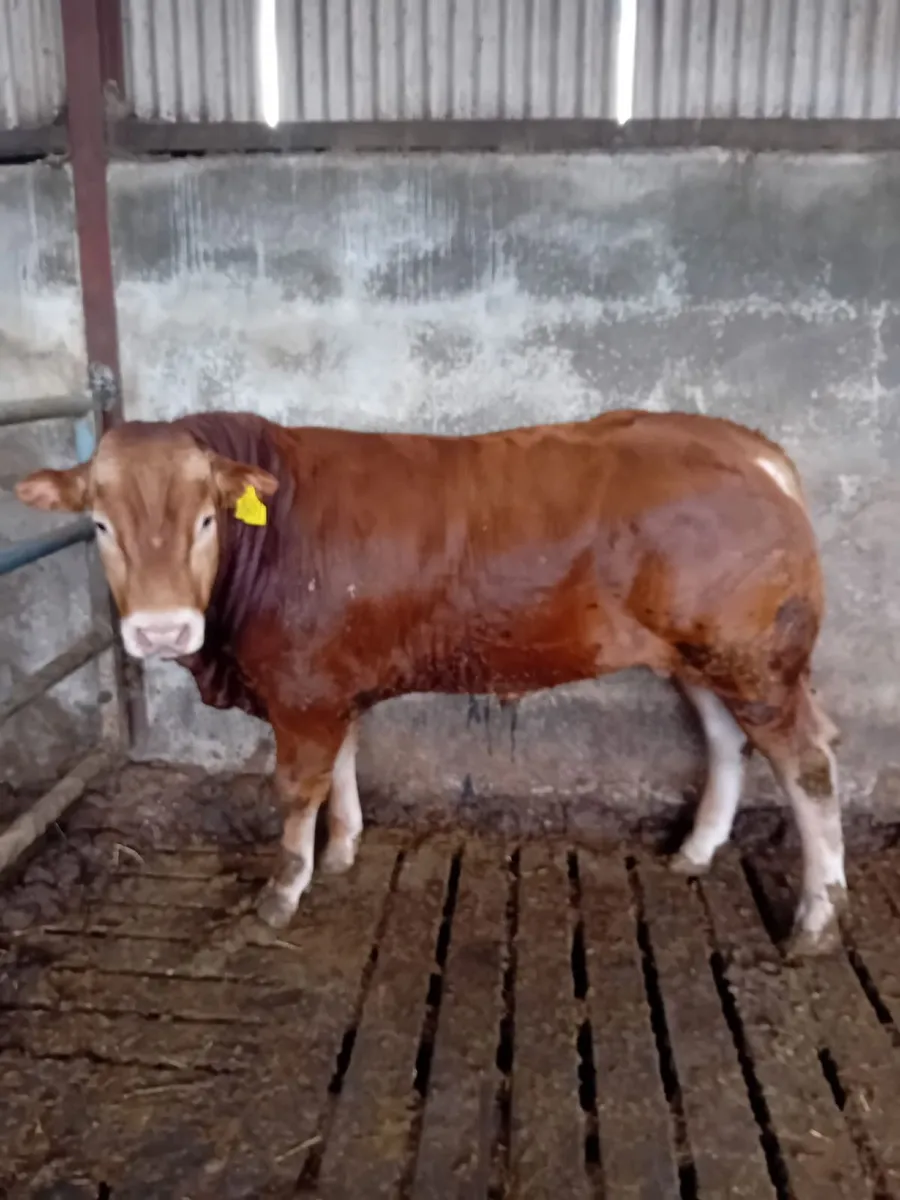 Limousin Bull - Image 1