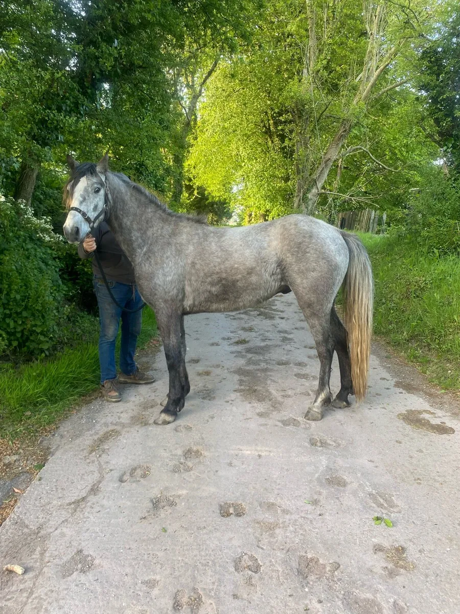 Connemara Gelding - Image 2