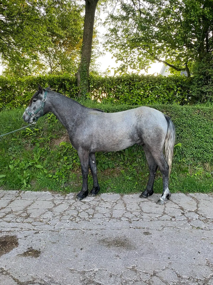 Connemara Gelding - Image 1