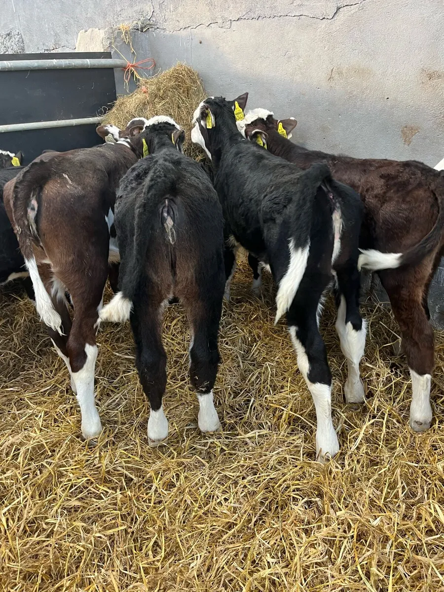 6 WEEK OLD CALVES - Image 1